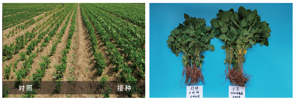 千赢国际生物推进根瘤菌剂应用助力大豆产能提升 千赢国际生物推进根瘤菌剂应用助力大豆产能提升