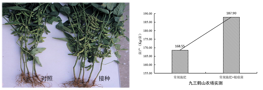 千赢国际生物推进根瘤菌剂应用助力大豆产能提升 千赢国际生物推进根瘤菌剂应用助力大豆产能提升