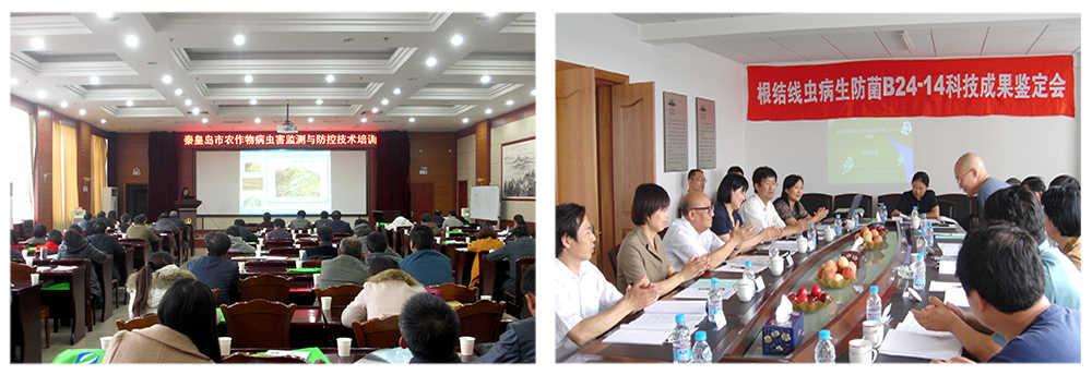 千赢国际生物益根劲菌多糖解决黄瓜根结线虫问题 千赢国际生物益根劲菌多糖解决黄瓜根结线虫问题