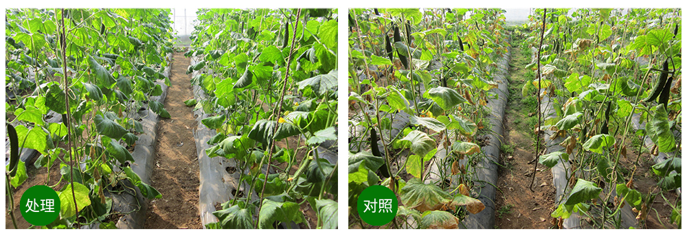 千赢国际生物益根劲菌多糖解决黄瓜根结线虫问题 千赢国际生物益根劲菌多糖解决黄瓜根结线虫问题